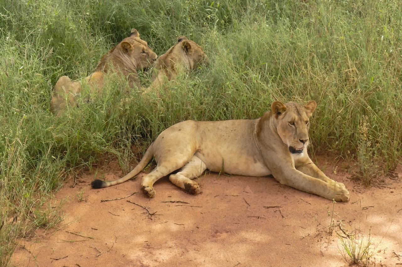 Escursioni in Kenya